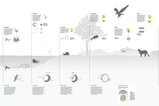 Information design eye