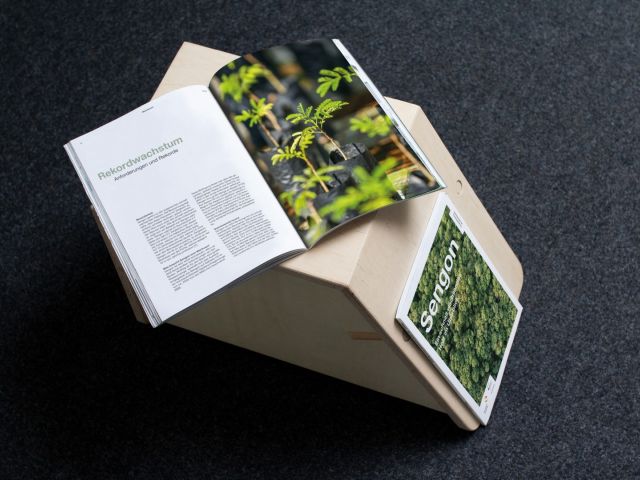 Sengon - Ein schnell wachsendes Holz im Überblick 